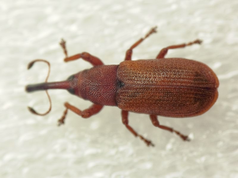 Magdalis (Magdalis) rufa Germar, 1824